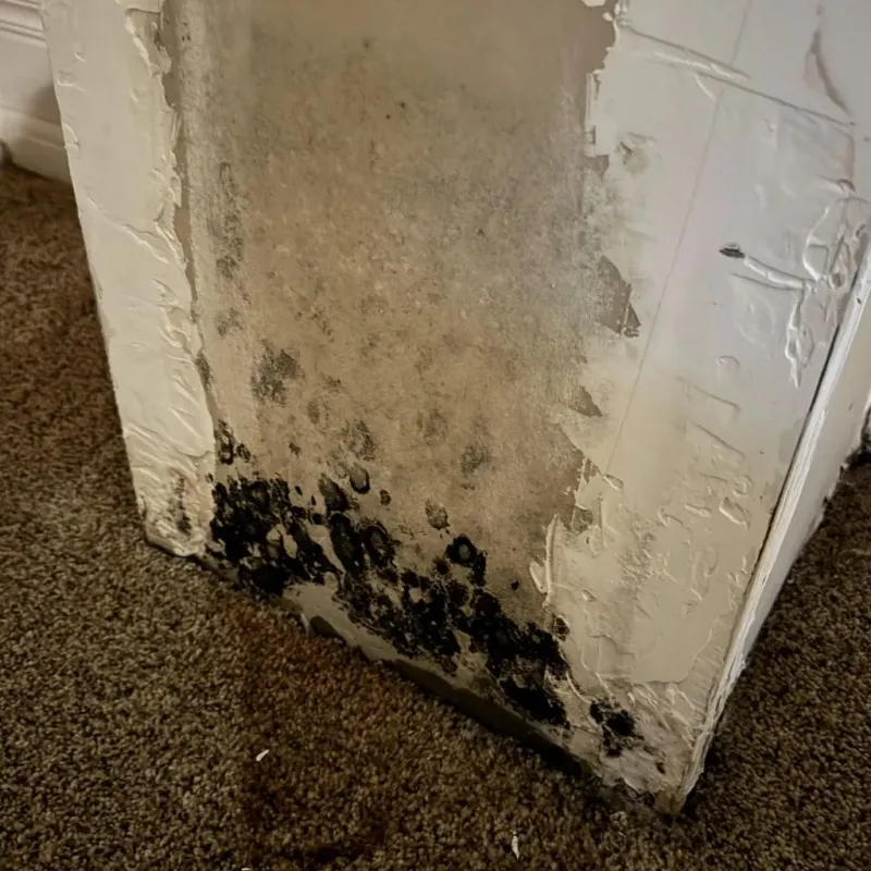Professional Mold Removal in Niwot, CO